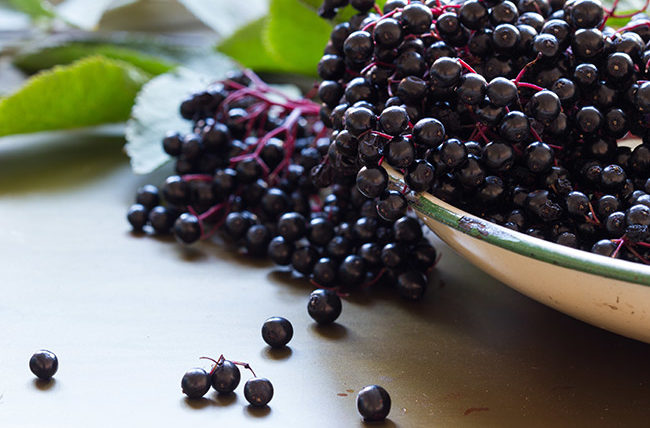Elderberry Supplements for Immune System